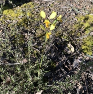 Diuris sp. at O'Connor, ACT - 8 Oct 2021