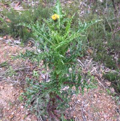 Sonchus asper (Prickly Sowthistle) at Lyneham, ACT - 2 Oct 2021 by NedJohnston