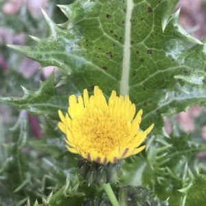 Sonchus asper at Lyneham, ACT - 2 Oct 2021 11:03 AM