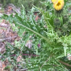 Sonchus asper at Lyneham, ACT - 2 Oct 2021