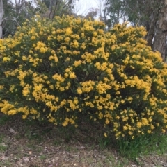 Acacia cultriformis (Knife Leaf Wattle) at Lyneham, ACT - 2 Oct 2021 by Ned_Johnston