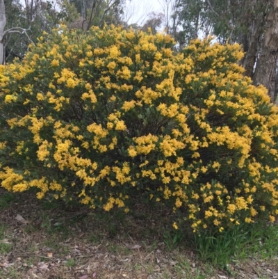 Acacia cultriformis (Knife Leaf Wattle) at Lyneham, ACT - 2 Oct 2021 by Ned_Johnston