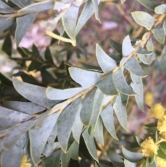 Acacia cultriformis at Lyneham, ACT - 2 Oct 2021 10:58 AM