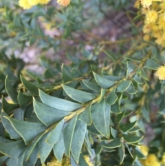 Acacia cultriformis at Lyneham, ACT - 2 Oct 2021 10:58 AM