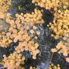 Acacia cultriformis at Lyneham, ACT - 2 Oct 2021