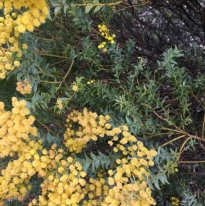 Acacia cultriformis at Lyneham, ACT - 2 Oct 2021