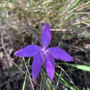 Glossodia major at O'Connor, ACT - suppressed