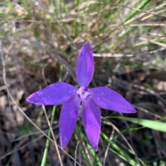 Glossodia major (Wax Lip Orchid) at O'Connor, ACT - 7 Oct 2021 by KazzaC