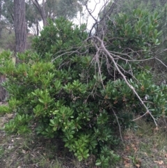 Arbutus unedo (Strawberry Tree) at Lyneham, ACT - 2 Oct 2021 by NedJohnston