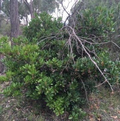 Arbutus unedo (Strawberry Tree) at Bruce Ridge - 2 Oct 2021 by NedJohnston