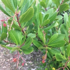 Arbutus unedo at Lyneham, ACT - 2 Oct 2021 11:00 AM