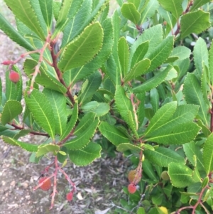 Arbutus unedo at Lyneham, ACT - 2 Oct 2021 11:00 AM