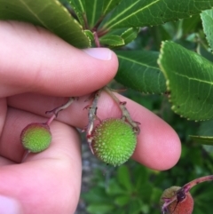 Arbutus unedo at Lyneham, ACT - 2 Oct 2021 11:00 AM