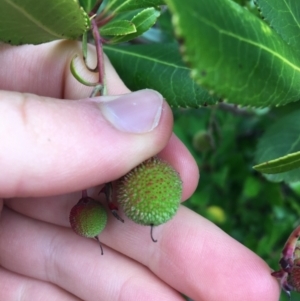 Arbutus unedo at Lyneham, ACT - 2 Oct 2021 11:00 AM