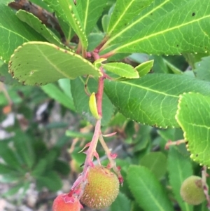 Arbutus unedo at Lyneham, ACT - 2 Oct 2021 11:00 AM