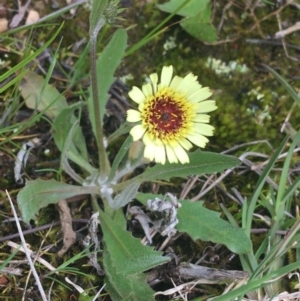 Tolpis barbata at O'Connor, ACT - 2 Oct 2021