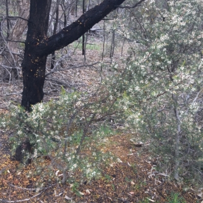 Hakea decurrens subsp. decurrens (Bushy Needlewood) at O'Connor, ACT - 2 Oct 2021 by NedJohnston