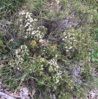 Lissanthe strigosa subsp. subulata (Peach Heath) at O'Connor, ACT - 2 Oct 2021 by NedJohnston