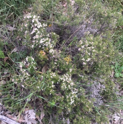 Lissanthe strigosa subsp. subulata (Peach Heath) at Bruce Ridge - 2 Oct 2021 by NedJohnston