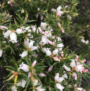 Lissanthe strigosa subsp. subulata at O'Connor, ACT - 2 Oct 2021 10:53 AM