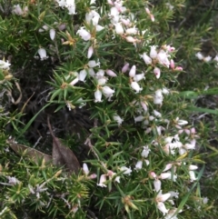 Lissanthe strigosa subsp. subulata at O'Connor, ACT - 2 Oct 2021 10:53 AM