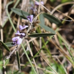 Hovea heterophylla (Common Hovea) at Namadgi National Park - 6 Oct 2021 by Tammy