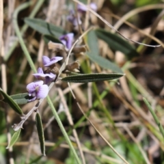 Hovea heterophylla (Common Hovea) at Rendezvous Creek, ACT - 6 Oct 2021 by Tammy