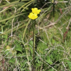 Ranunculus lappaceus at Rendezvous Creek, ACT - 6 Oct 2021