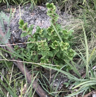 Coprosma hirtella (Currant Bush) at Namadgi National Park - 3 Oct 2021 by Tapirlord