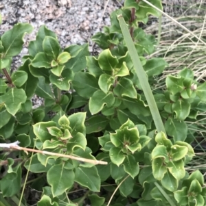 Coprosma hirtella at Tennent, ACT - 3 Oct 2021