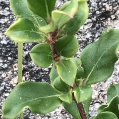 Coprosma hirtella at Tennent, ACT - 3 Oct 2021 12:52 PM