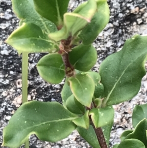 Coprosma hirtella at Tennent, ACT - 3 Oct 2021