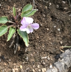 Viola betonicifolia subsp. betonicifolia (Arrow-Leaved Violet) at Namadgi National Park - 3 Oct 2021 by Tapirlord