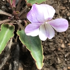 Viola betonicifolia subsp. betonicifolia at Tennent, ACT - 3 Oct 2021