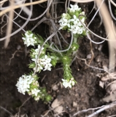 Asperula scoparia (Prickly Woodruff) at Namadgi National Park - 3 Oct 2021 by Tapirlord