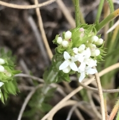 Asperula scoparia at Tennent, ACT - 3 Oct 2021 12:32 PM