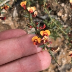 Daviesia ulicifolia subsp. ulicifolia (Gorse Bitter-pea) at Tennent, ACT - 3 Oct 2021 by Tapirlord