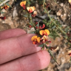 Daviesia ulicifolia subsp. ulicifolia at Tennent, ACT - 3 Oct 2021 12:32 PM