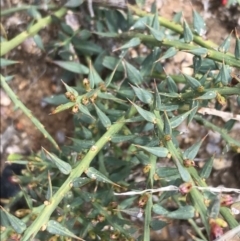 Daviesia ulicifolia subsp. ulicifolia at Tennent, ACT - 3 Oct 2021