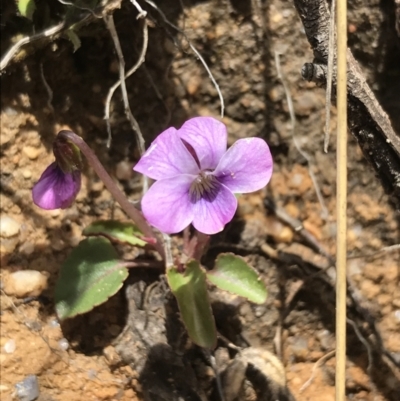 Viola betonicifolia (Mountain Violet) at Tennent, ACT - 3 Oct 2021 by Tapirlord