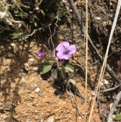 Viola betonicifolia at Tennent, ACT - 3 Oct 2021