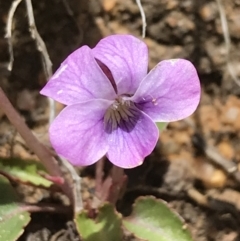 Viola betonicifolia at Tennent, ACT - 3 Oct 2021