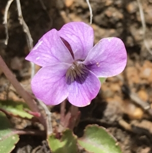 Viola betonicifolia at Tennent, ACT - 3 Oct 2021