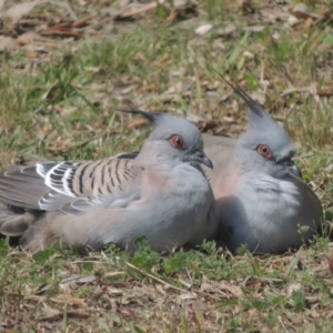 Ocyphaps lophotes at Conder, ACT - 28 Sep 2021