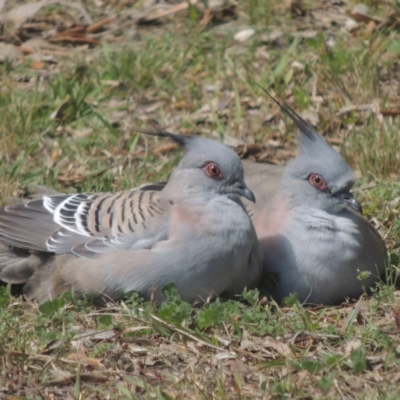 Ocyphaps lophotes (Crested Pigeon) at Pollinator-friendly garden Conder - 28 Sep 2021 by michaelb