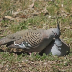 Ocyphaps lophotes at Conder, ACT - 28 Sep 2021