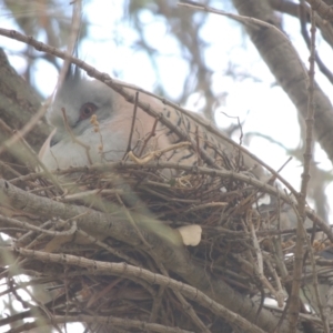 Ocyphaps lophotes at Conder, ACT - 2 Oct 2021