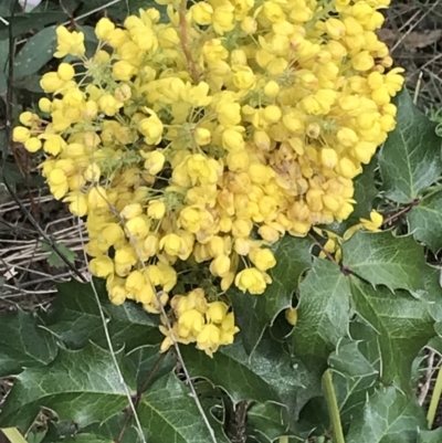 Berberis aquifolium (Oregon Grape) at Tennent, ACT - 3 Oct 2021 by Tapirlord