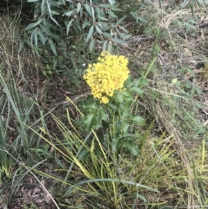 Berberis aquifolium at Tennent, ACT - 3 Oct 2021