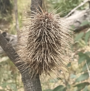 Banksia marginata at Tennent, ACT - 3 Oct 2021